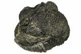 Bumpy, Enrolled Drotops Trilobite - Around #92497-2